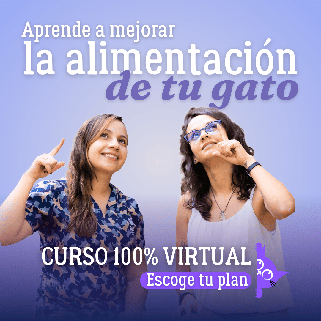 Ebook Alimentación