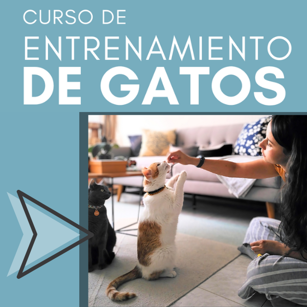 Curso de Entrenamiento de Gatos